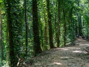 Udawattakelle Sanctuary