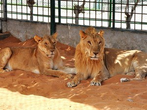 Ras Al Khaimah Zoo