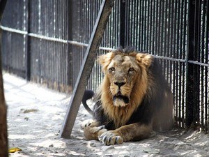 Sakkarbaug Zoological Garden