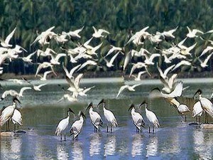 Mangalavanam Bird Sanctuary
