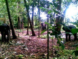 Kodanad