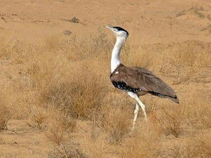 Great Indian Bustard Sanctuary