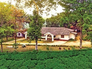 Glenlorna Tea Plantations