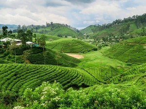 Uva Halpewatte Tea Factory