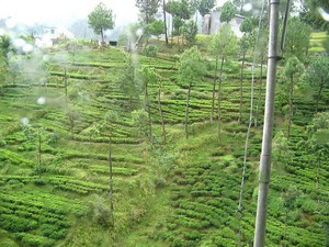 Kausani Tea Estate