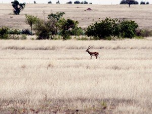 Rollapadu Wildlife Sanctuary, Near Kurnool