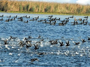 Harike Wetland & Sanctuary