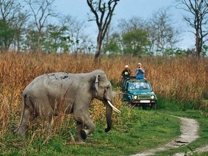 Dhikala Jeep Safari / Canter Safari