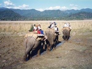 Bijrani Elephant Safari
