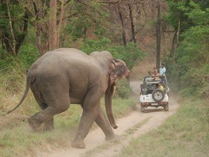 Durgadevi Jeep Safari / Elephant Safari