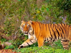 Enlarge Image tourist places in uttarakhand india