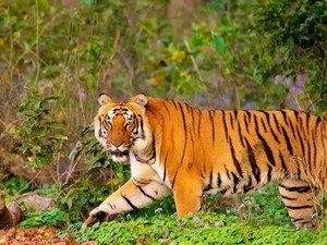 Jim Corbett National Park Tourist Places