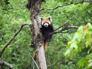 Neora Valley National Park, Near Darjeeling
