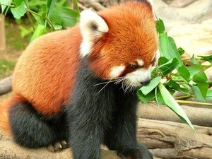 Padmaja Naidu Himalayan Zoological Park