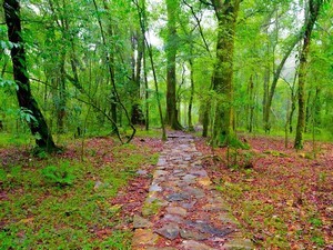 Mawphlang Sacred Grove