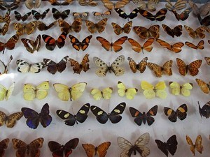 Wankhar Entomology Museum / Butterfly Museum
