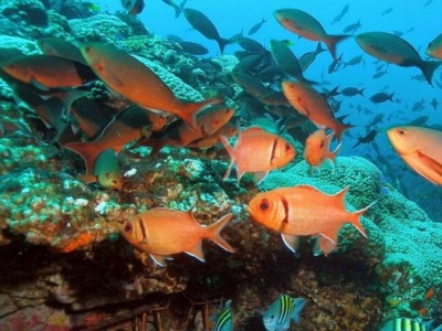 Malvan Marine Sanctuary