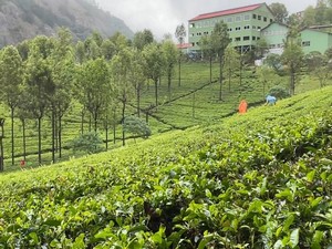 Highfield Tea Estate & Factory
