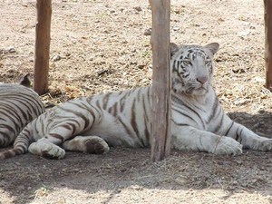 Pradyuman Zoological Park / Rajkot Zoo, Rajkot - Timings, Safari cost, Best  time to visit