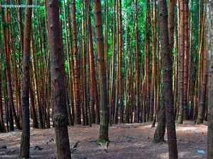 Pine Forest