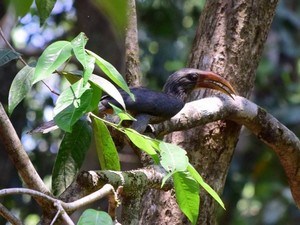 Aralam Wildlife Sanctuary