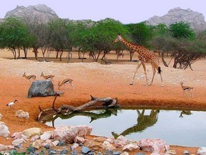 Al Ain Zoo