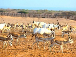 Sir Bani Yas Island