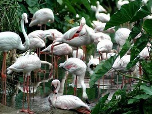 Vedanthangal Bird Sanctuary, Near Mahabalipuram Vedanthangal Bird Sanctuary, Near Mahabalipuram