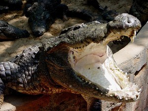 Crocodile & Snake Bank