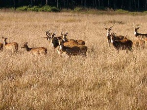 Gajner Wildlife Sanctuary
