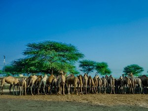 National Research Centre On Camel