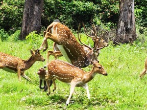 Deer Park