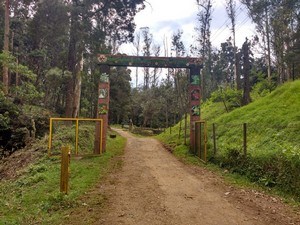 Cairn Hill Reserve Forest