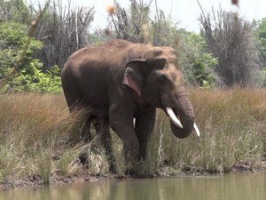 Dandeli Wildlife Sanctuary