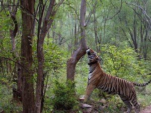 Sariska Tiger Reserve / Sariska National Park