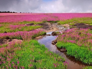 Kas Pathar / Kaas Plateau, Near Satara