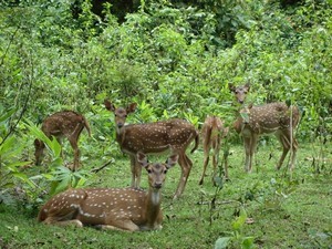 Sagareshwar Wildlife Sanctuary