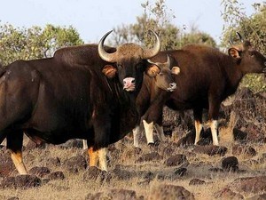 Radhanagari / Dajipur Wildlife Sanctuary