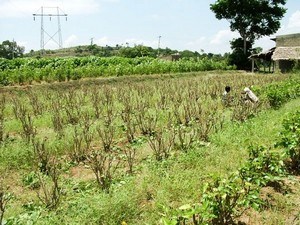 Government Silk Farm