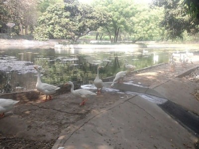 Sarthana Nature Park / Shyamaprasad Mukherji Zoo