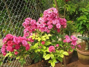 Rose Garden