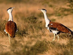 Kutch Great Indian Bustard Sanctuary
