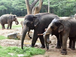 Sakrebyle Elephant Camp