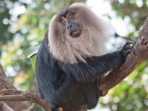 Someshwara Wildlife Sanctuary