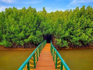 Sharavathi Kandla Mangrove Boardwalk