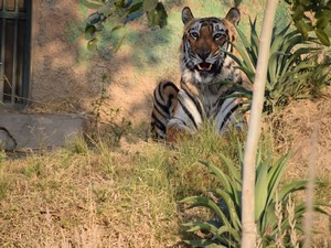 Sajjangarh Biological Park / Sajjangarh Wildlife S