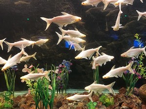 Under The Sun Fish Aquarium