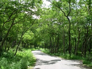 Sandalwood Forest