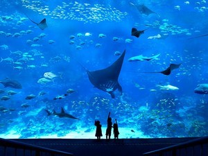 SEA Aquarium
