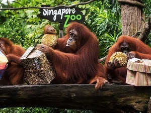 Singapore Zoo